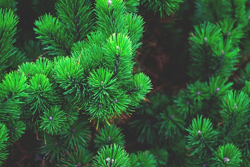 Pine Cone