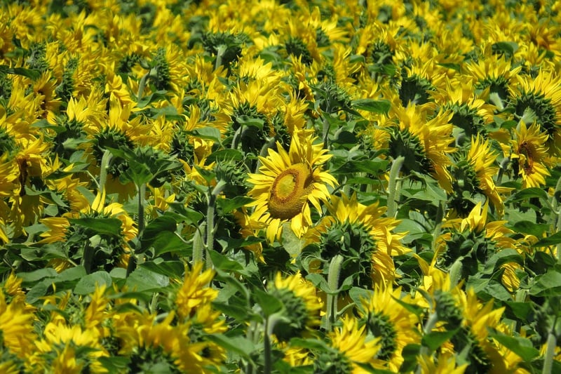 Summer Plant Care